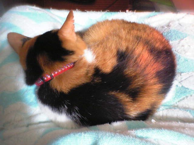c0003217_2345795.jpg