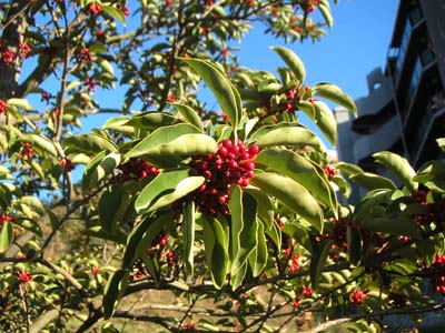 c0059521_954176.jpg