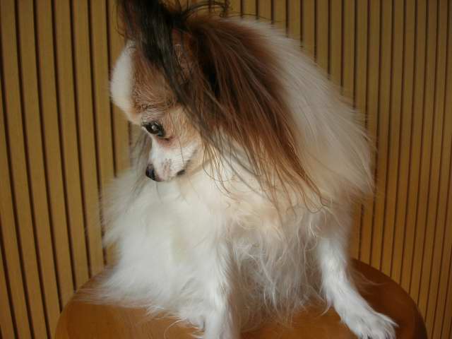 d0046031_1305485.jpg