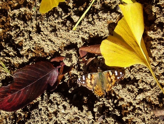 e0064158_22241440.jpg