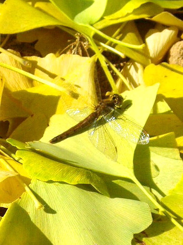 e0064158_22245935.jpg
