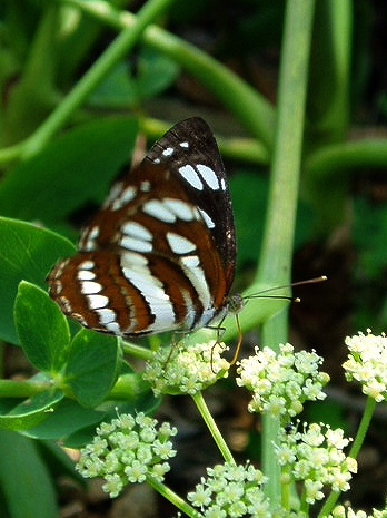 e0064158_23172044.jpg