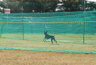 c0012571_12465020.gif