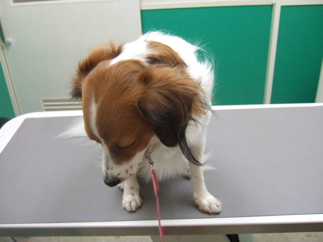 c0075585_0402389.jpg