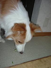 e0060288_2235424.jpg