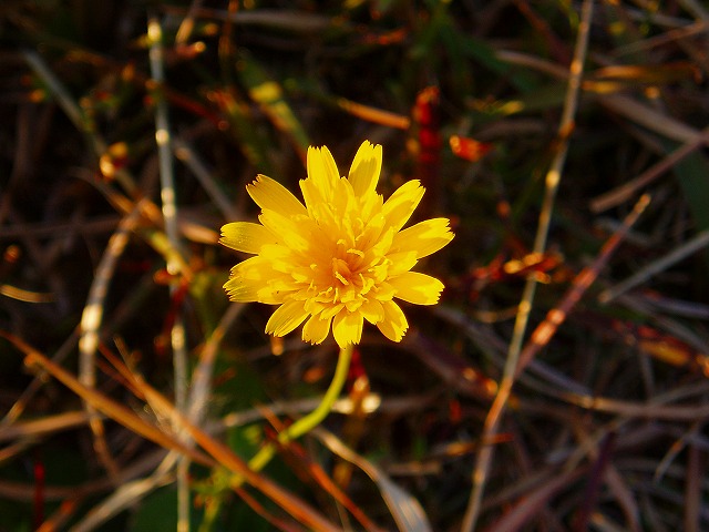 e0029692_053464.jpg