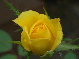 b0061107_775126.jpg