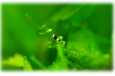 d0038475_20401462.jpg