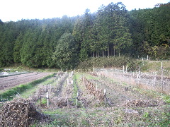a0019212_0331337.jpg