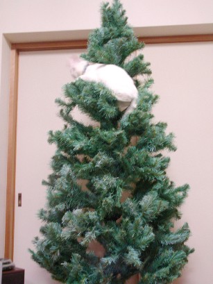 f0002833_20114333.jpg