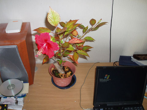 d0034336_1216174.jpg