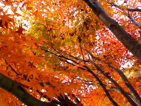 e0006242_11405264.jpg