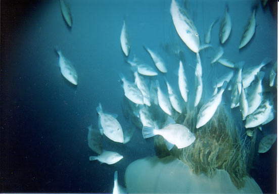 c0026846_21384315.jpg