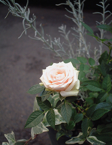 a0068151_18185890.jpg