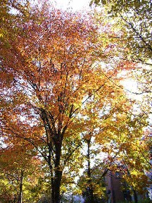 e0030663_23372877.jpg