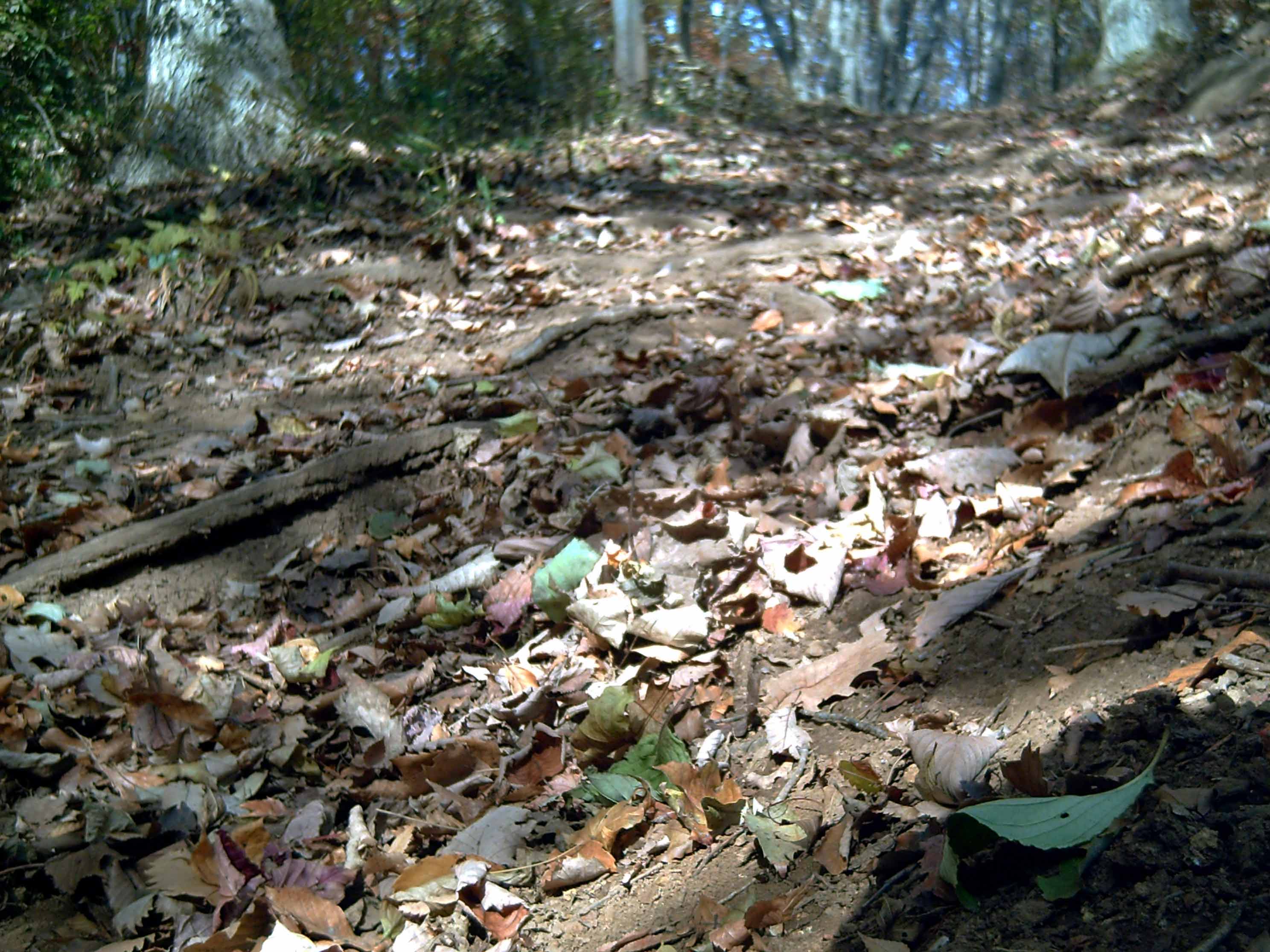 e0023872_2044132.jpg