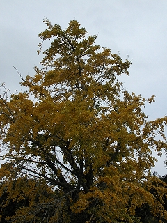 e0002676_1583380.jpg