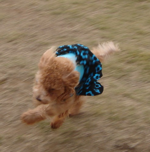 c0041207_1240029.jpg