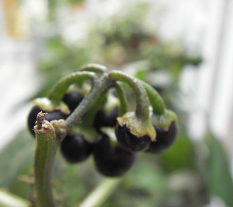 a0043982_19393091.jpg
