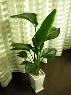 e0045002_1821452.jpg