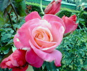 d0000106_17283310.jpg