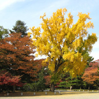 d0033734_11425148.jpg