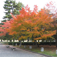 d0033734_1144660.jpg