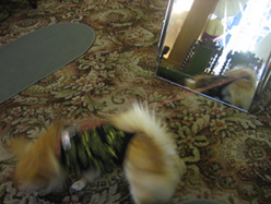 e0086048_812190.jpg