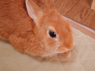 c0032257_12584.jpg