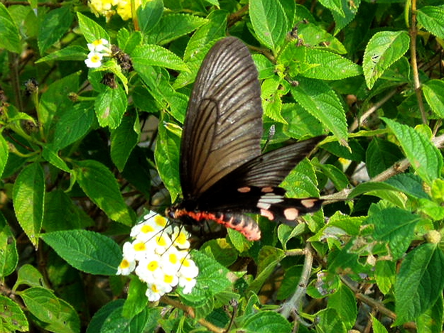 e0064158_0512449.jpg