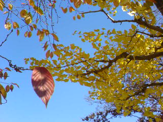 c0050264_11384961.jpg