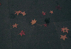 c0069903_713443.jpg