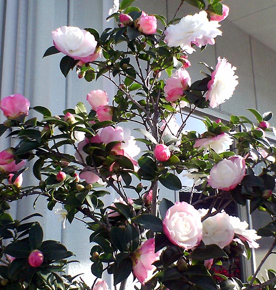 e0028625_14132591.jpg
