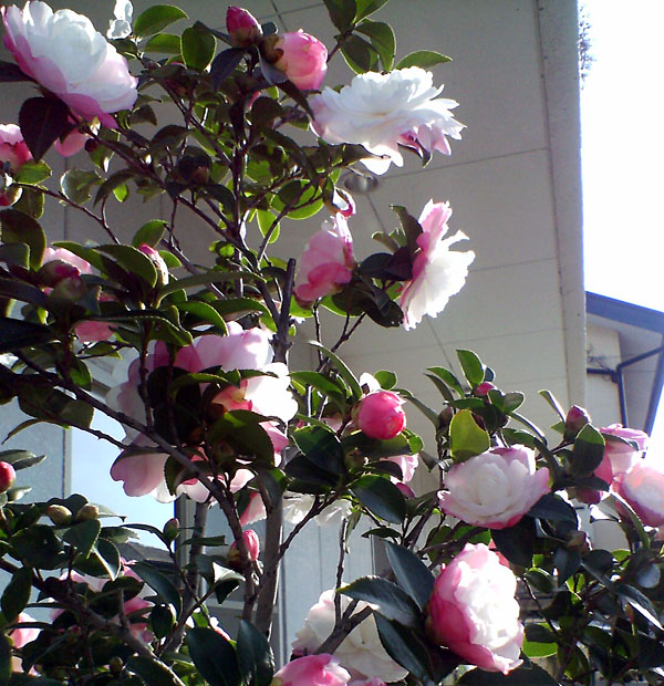 e0028625_14201542.jpg