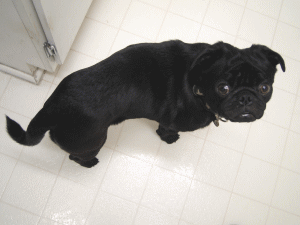 b0035453_1203272.gif