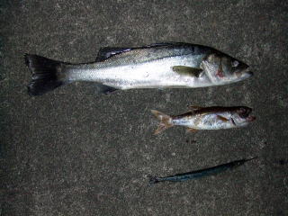 a0040876_12152257.jpg