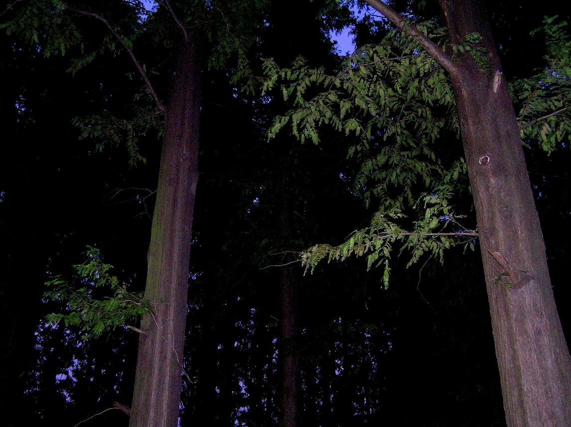 a0059187_128731.jpg