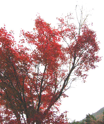 c0008209_15225386.jpg