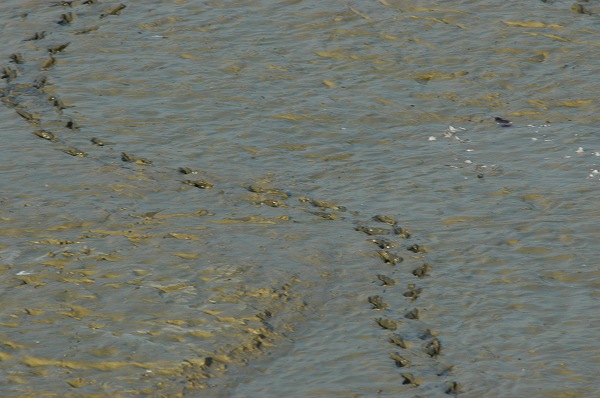a0017634_5422423.jpg