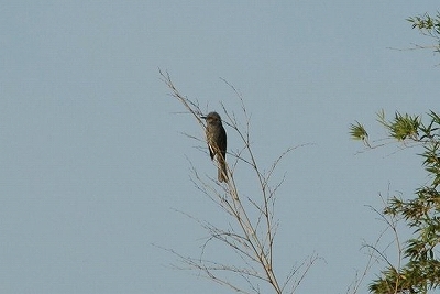 a0017634_5565579.jpg