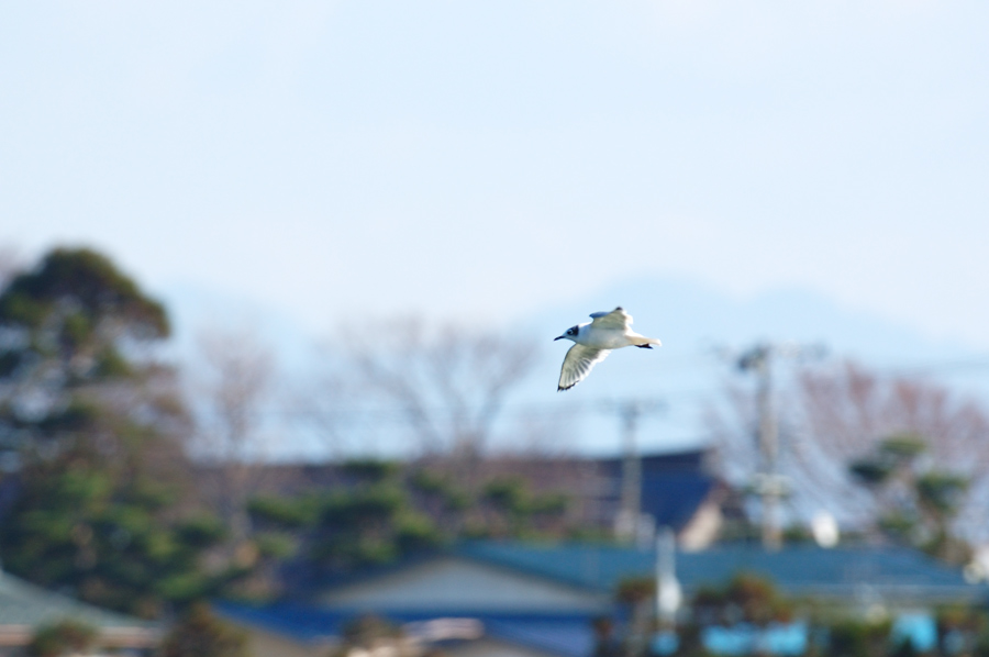 a0039245_635895.jpg