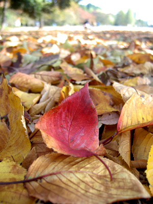 a0003259_146384.jpg