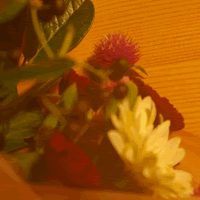 c0062361_2118338.gif
