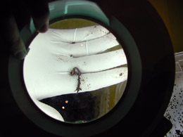 e0023086_6442448.jpg