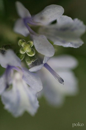 a0042414_21203315.jpg