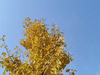 e0026017_22395347.jpg
