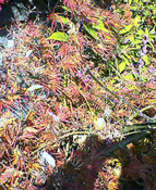 c0028664_1293878.jpg