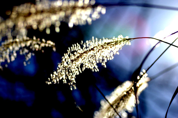 c0026870_1494689.jpg