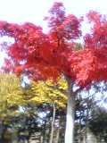 e0090287_1272282.jpg