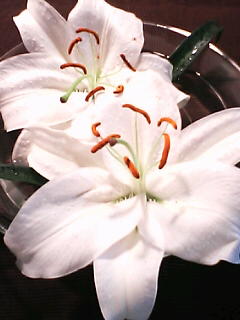 b0061596_12155677.jpg
